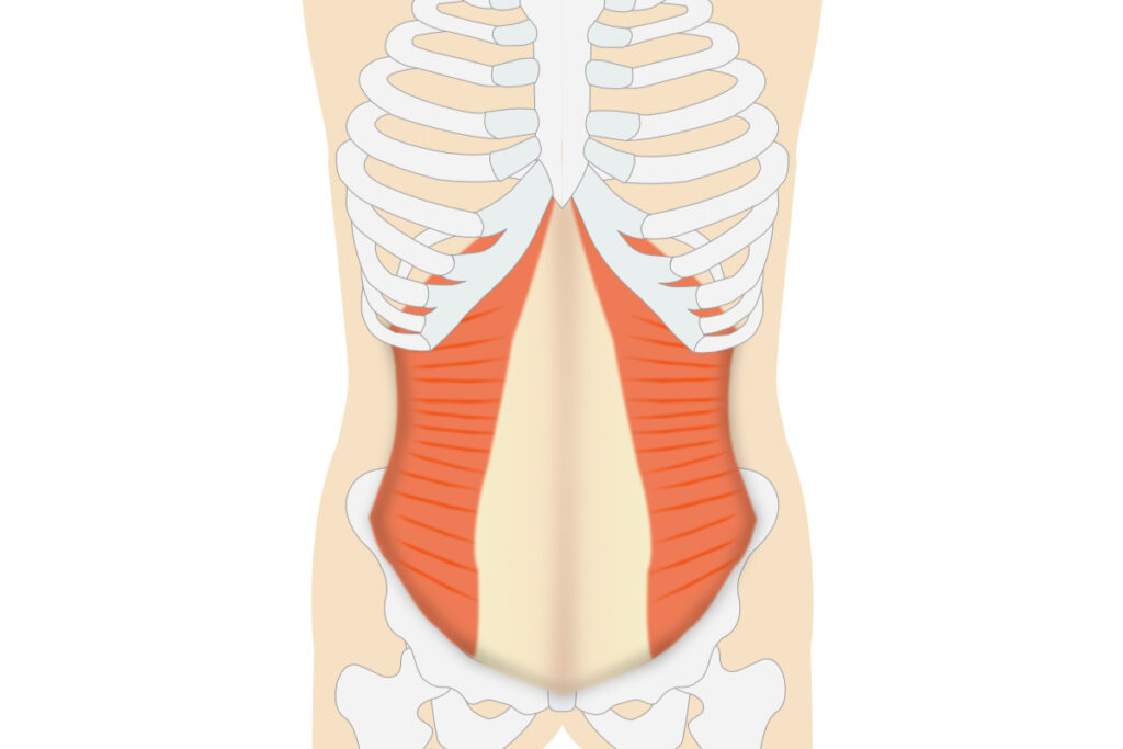 お腹の筋肉腹直筋と骨のイラスト